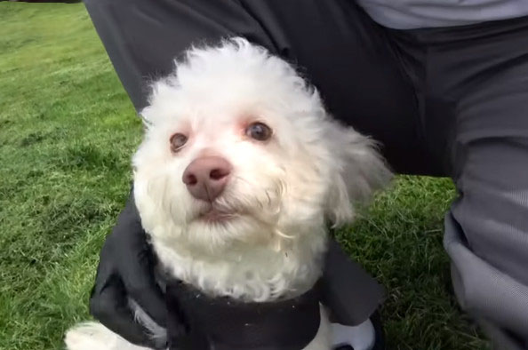 贵宾犬挑衅被咬死,贵宾犬被大狗咬伤