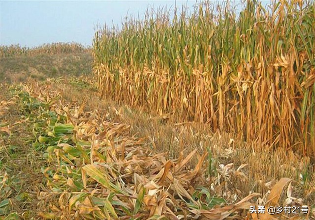 青储玉米秸秆废水处理,玉米秸秆发霉了怎么处理