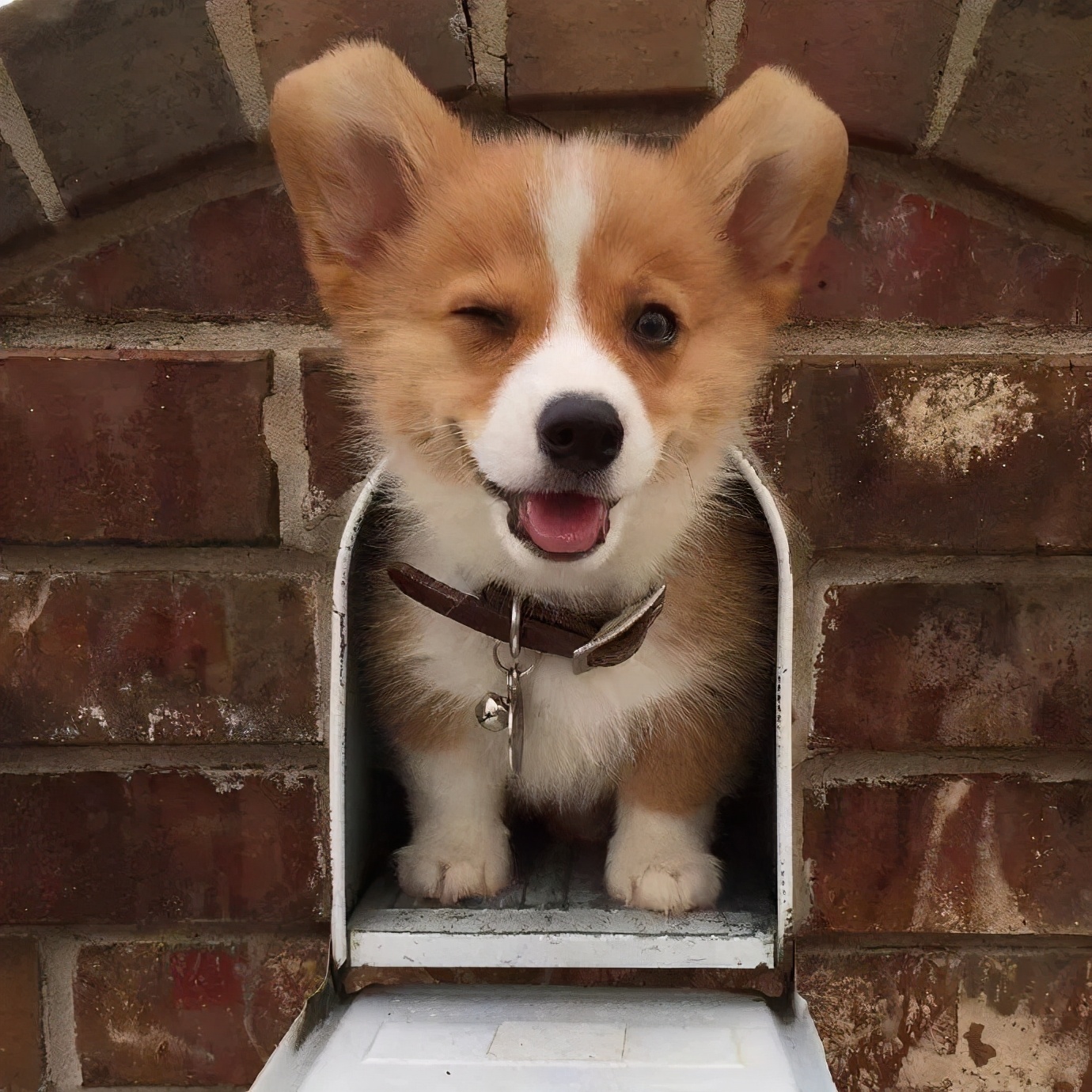 狗狗智商有多可怕,狗狗的智商有多高已经成精了