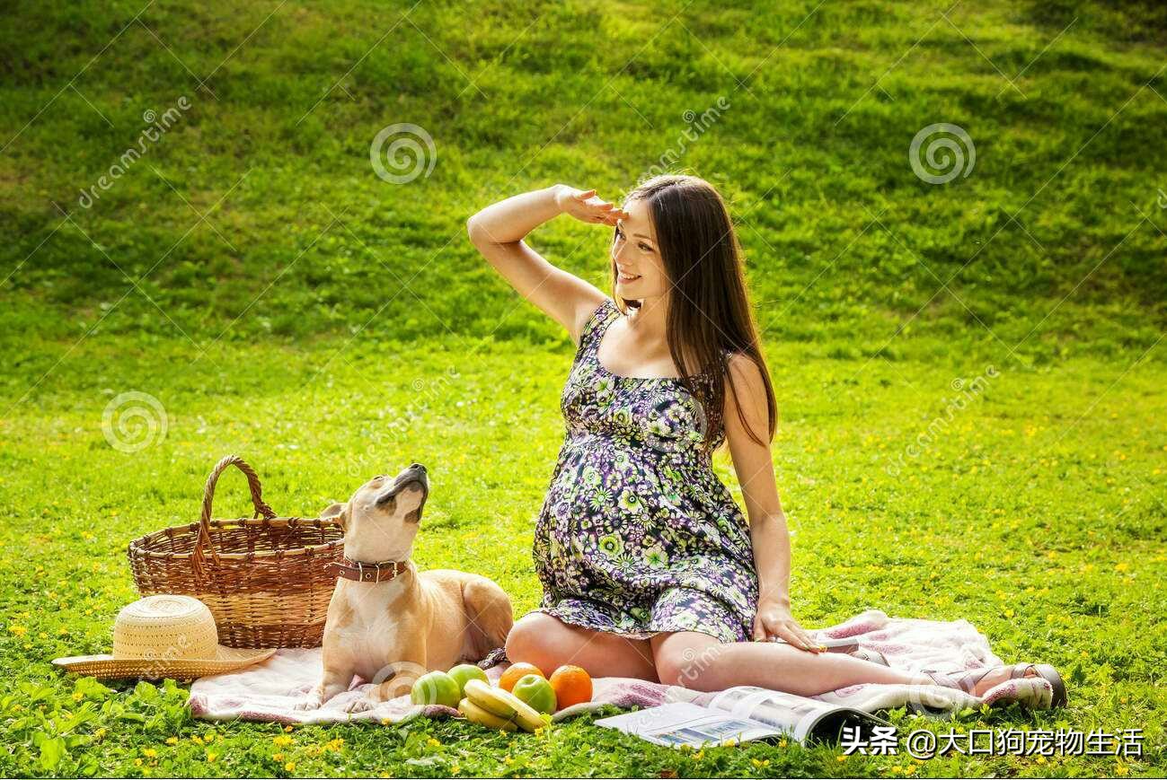怀孕期间宠物狗能养吗,怀孕养狗狗会死吗
