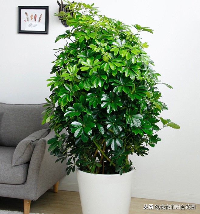 除甲醛最好办法是绿萝吗,吸甲醛效果最好的却不是绿萝