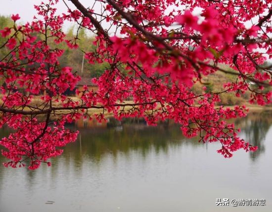 期待邂逅一场皑皑白雪的浪漫,期待一场浪漫樱花的邂逅