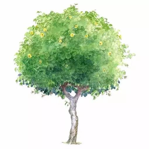 十种不同树叶的画法,五种不同树木的画法简单的