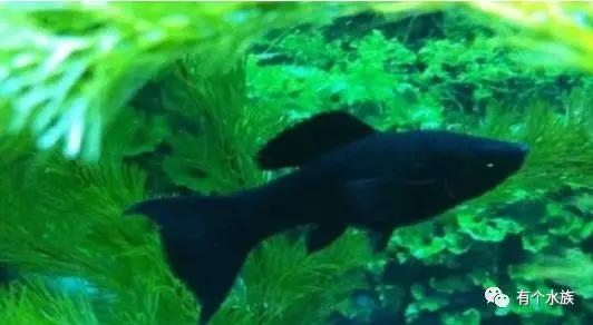 十大适合懒人养的鱼小型观赏鱼,十大最值得养的观赏鱼排名