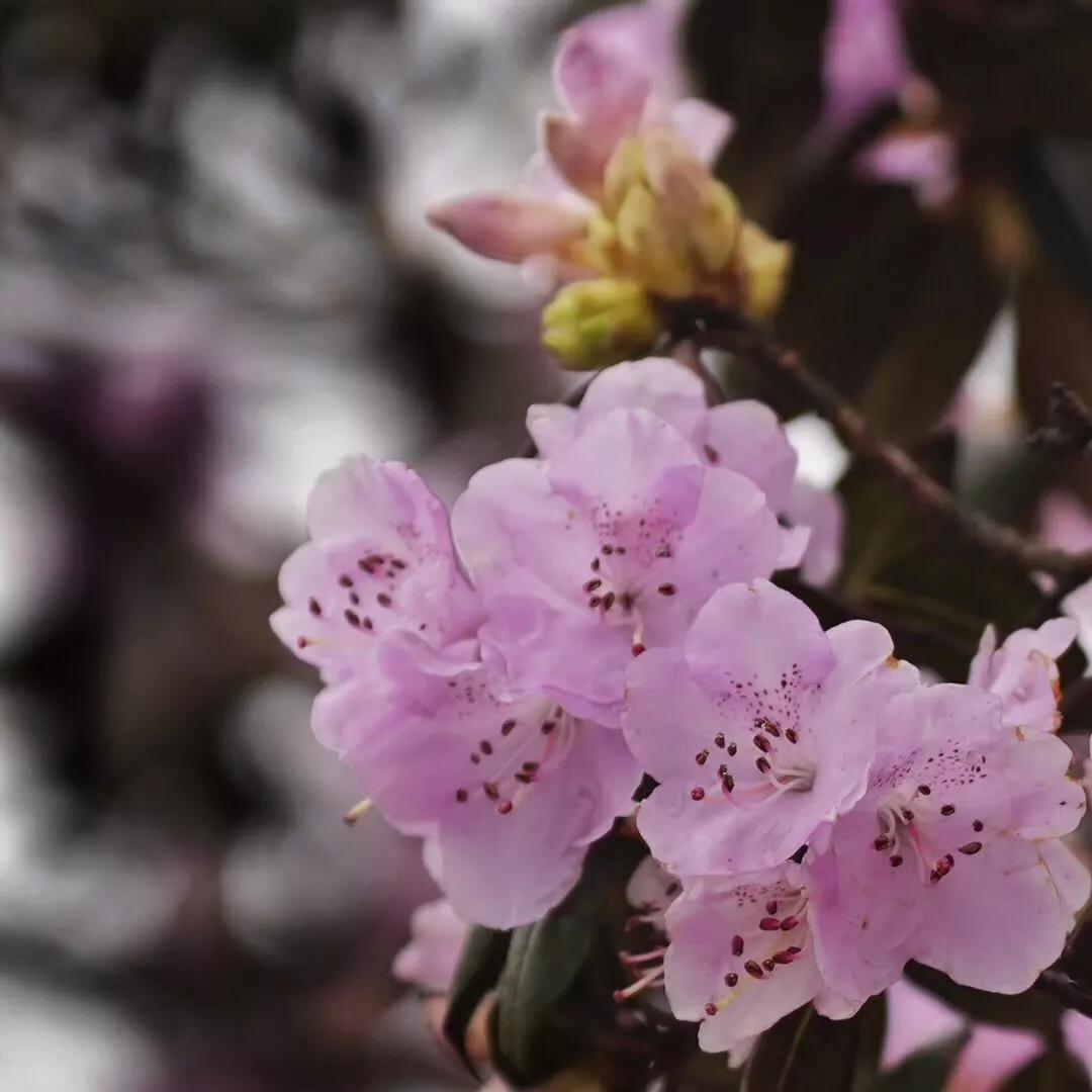 乌蒙大草原高山矮杜鹃,盘州市乌蒙大草原高山