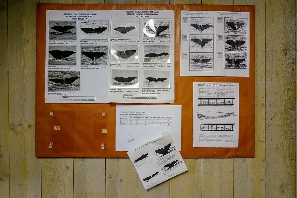 维京遇到全域旅游,美丽乡村、特色小镇一网打尽:挪威渔业史漫步