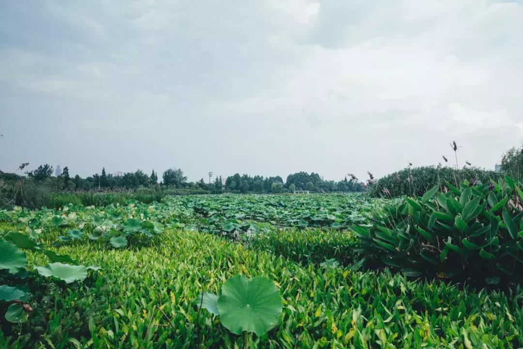 成都最美荷花池,成都荷花池有哪些