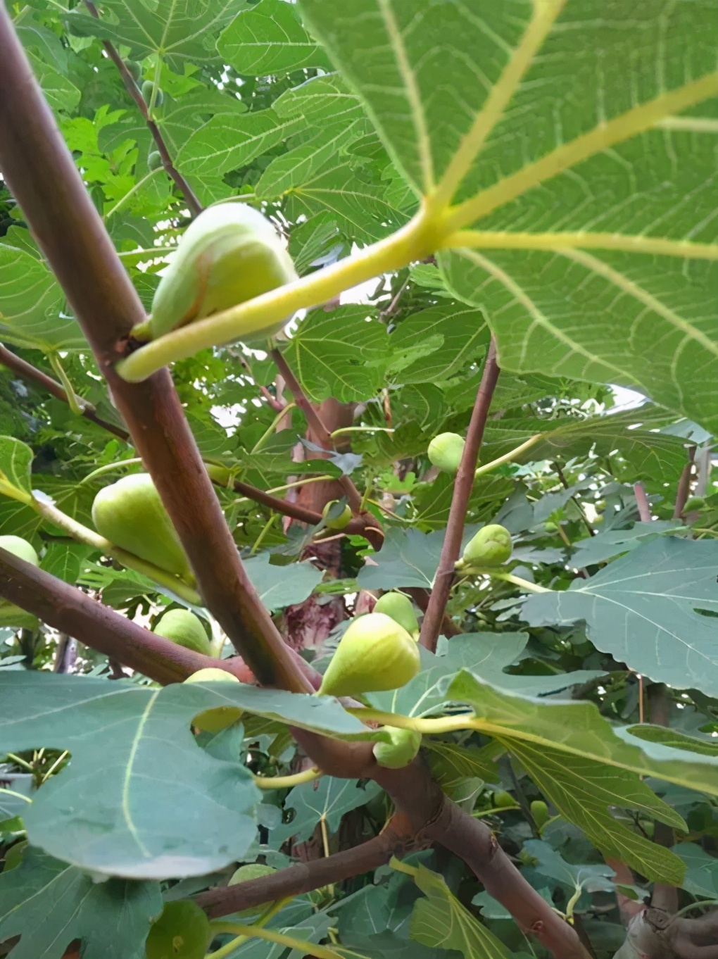 黄皮果树盆栽的养护方法,果树盆栽用什么好养根