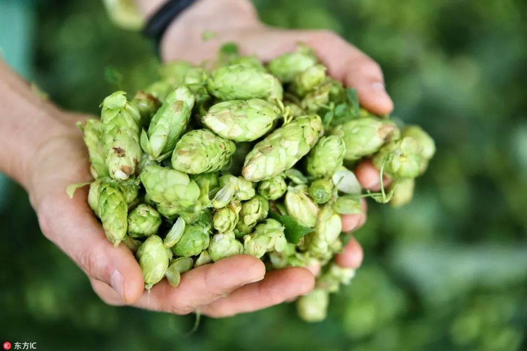 「借花辨酒」是泡沫还是花酒花的两副模样