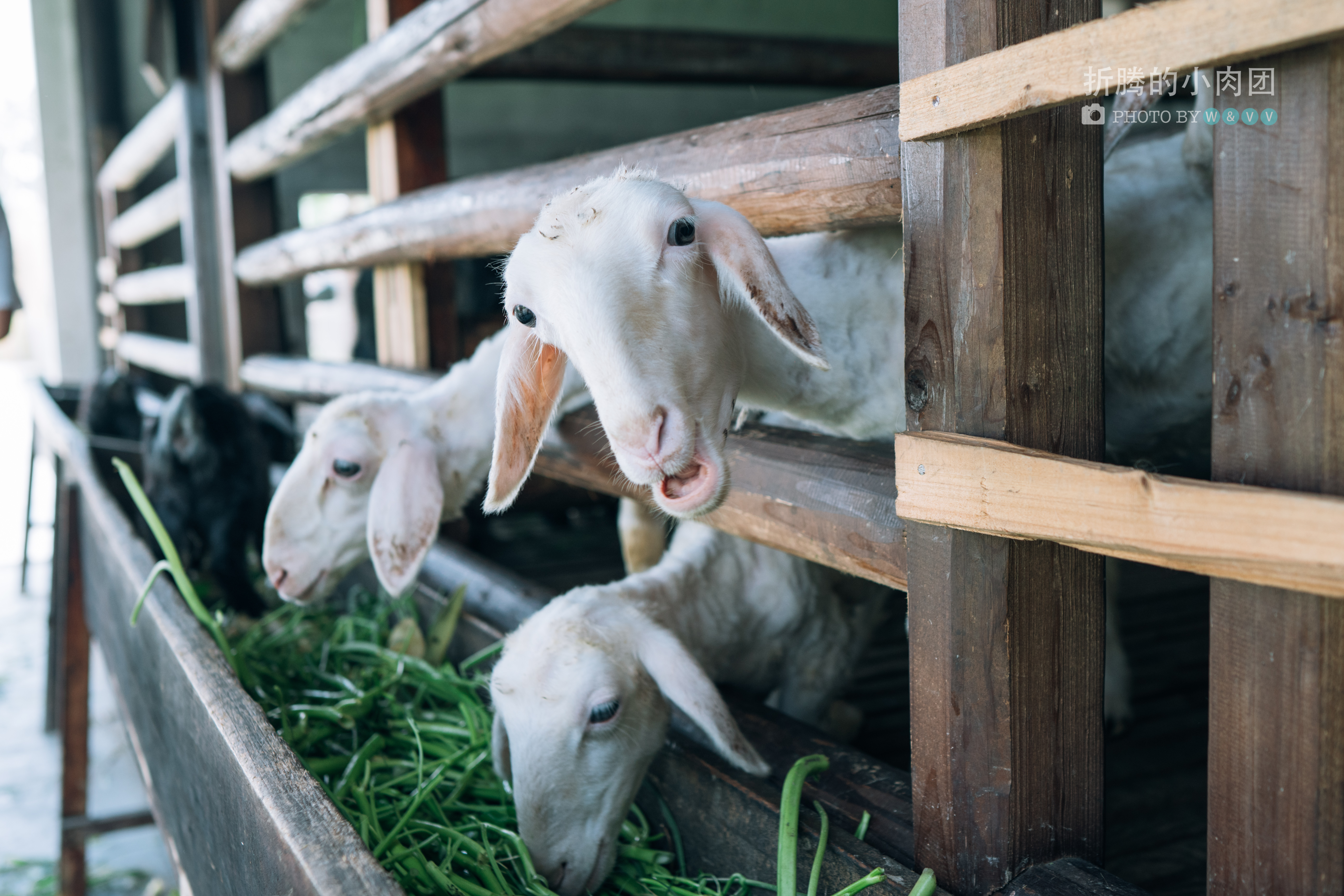 乌村亲子游全攻略,乌村亲子游攻略