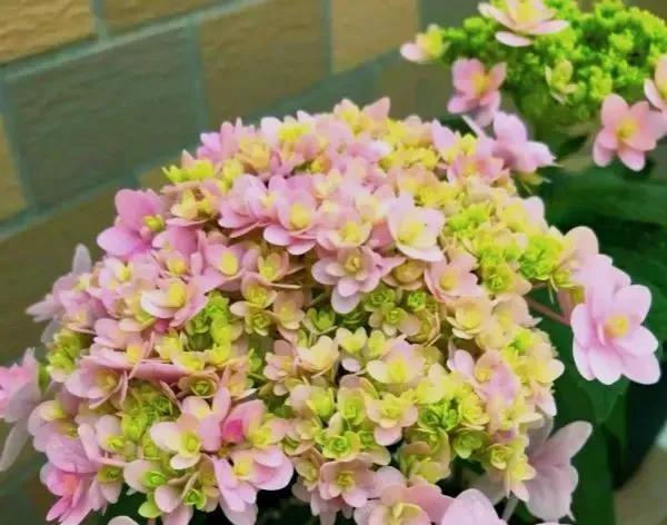 绣球花大苗新品种,春季开花的绣球花品种