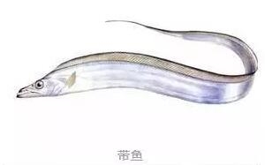 心痛的感觉！八种海鲜暂别啦