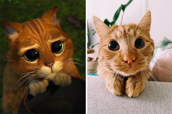 这只猫咪会模仿「穿长靴的猫」来讨食，超可爱模样让饲主无法拒绝