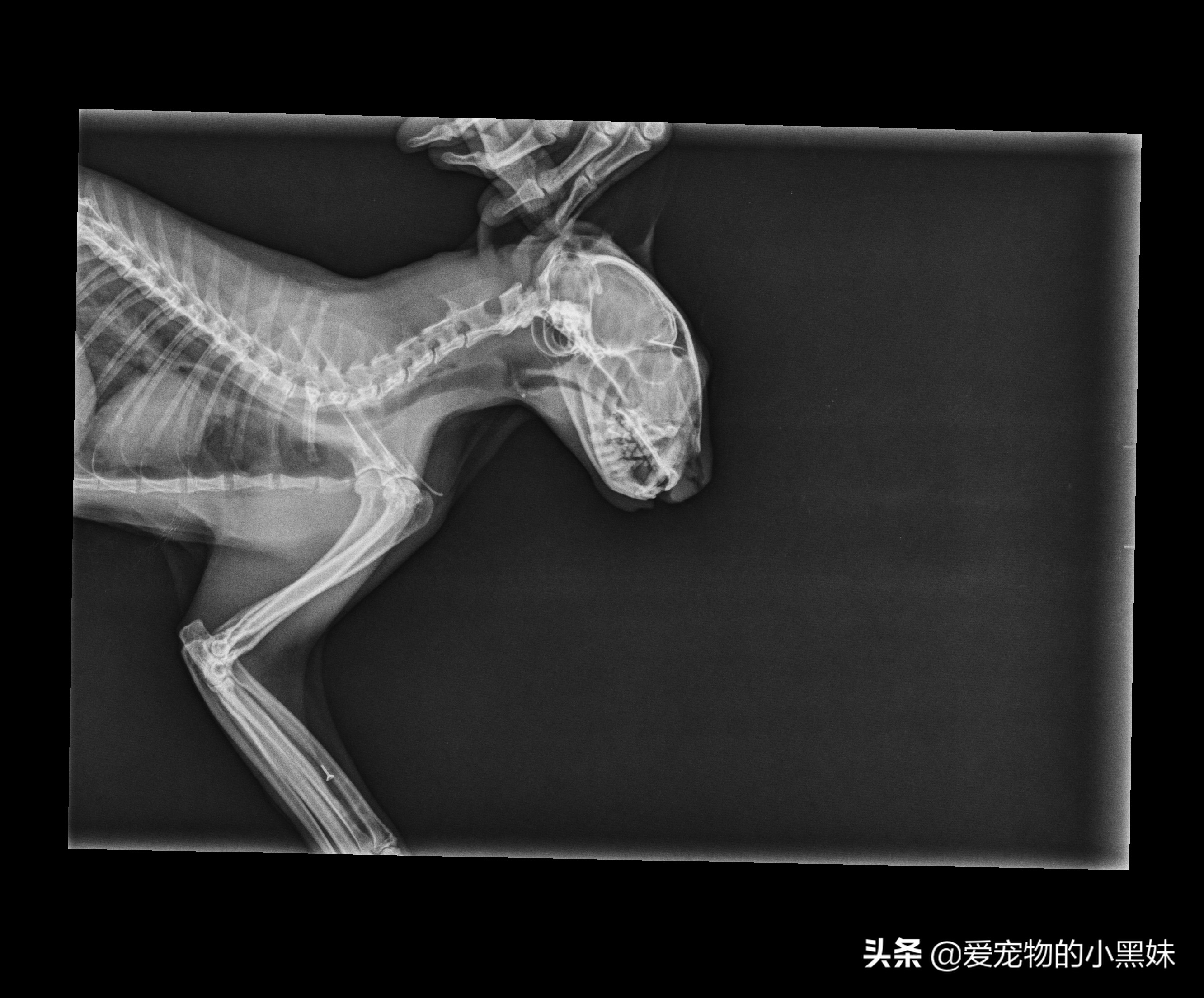 猫咪坠楼颚骨断裂自己能愈合吗,猫咪坠楼怎么治疗