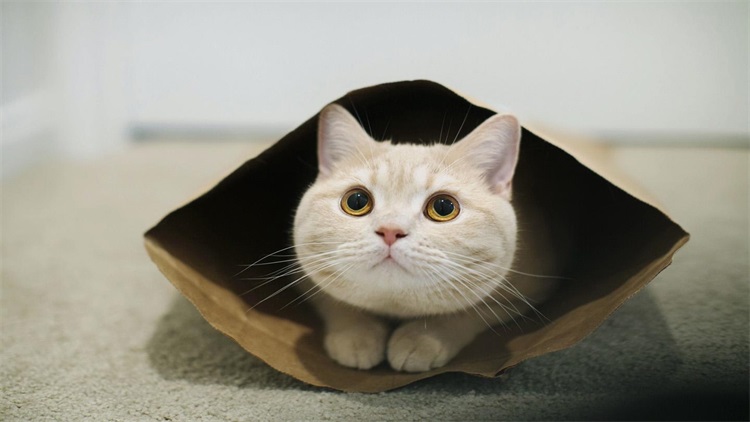 自己给猫洗澡的省钱妙招,用醋给猫洗澡的作用