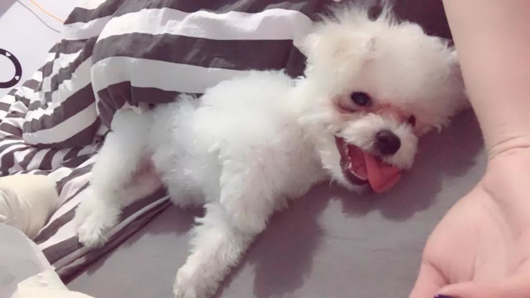 辟谣，爱宠泪痕重并非纯粹食物原因，主人需对症治疗五种特殊情况