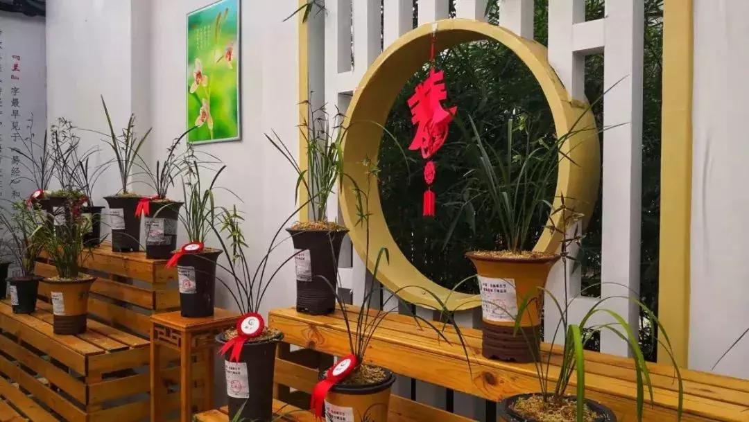 精品寒兰展,福建连城寒兰节