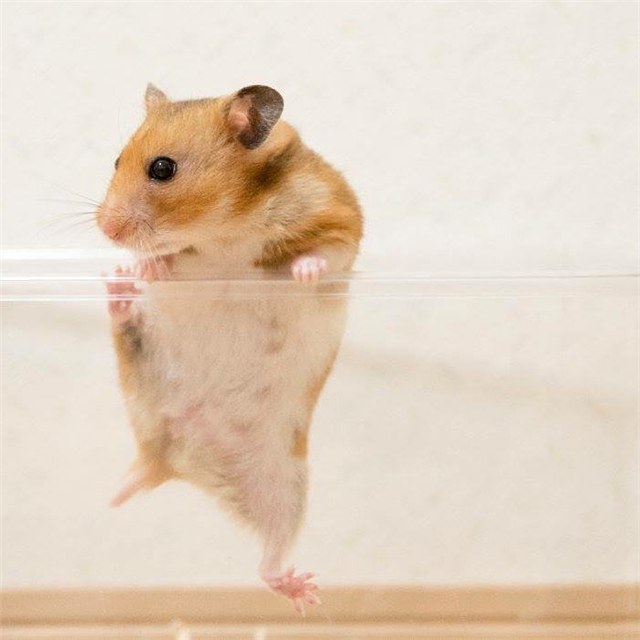 仓鼠也会拆家，饲主为“奖励”鼠鼠，拿出了酸酸的橘子