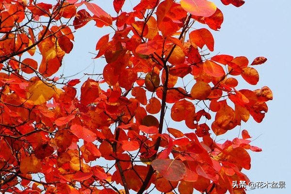 茶桌上养什么盆景植物,最好养的盆景植物推荐