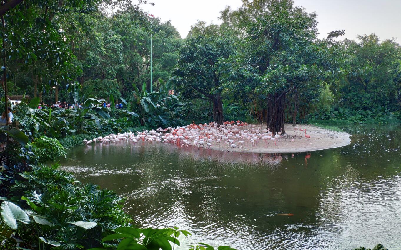 2019广州长隆动物园有哪些动物,广州长隆动物园多少个动物