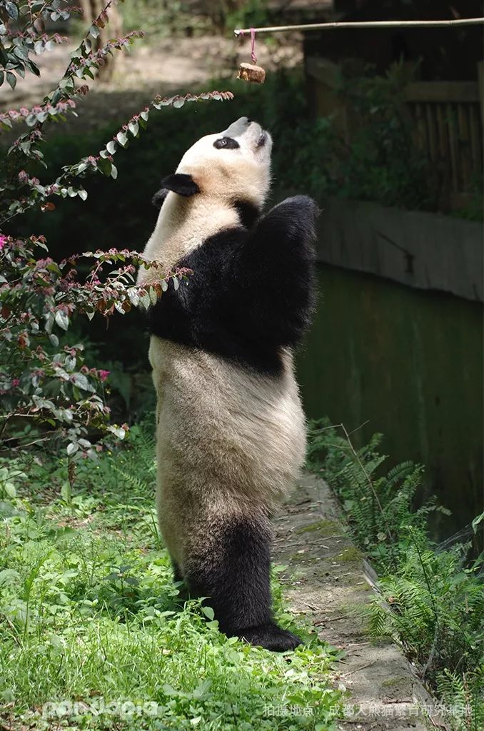 72万年薪!招聘演员假扮熊猫?网友炸了,动物园急了