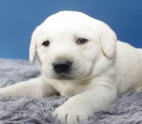 常见的小狗狗品种大全及图片,值得推荐的小狗品种有哪些