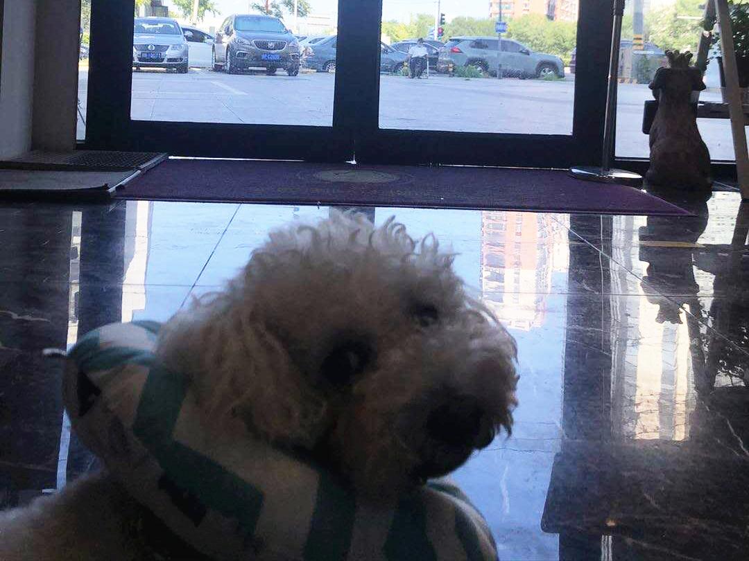 如果狗身上有虱子应该怎么办,如果狗狗身上有虫子怎么办