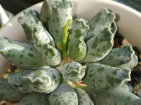 养了8年的多肉海豹,曾经的小海豹