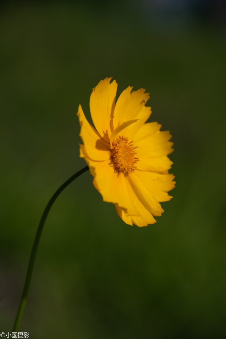 剑叶金鸡菊盆栽,重瓣剑叶金鸡菊图片