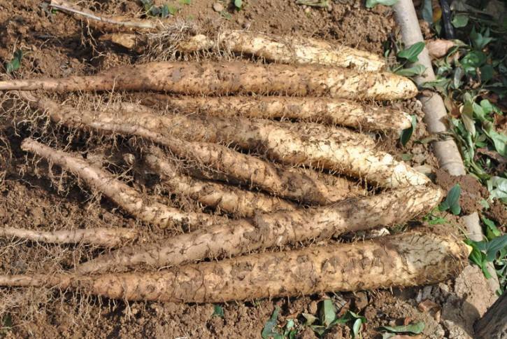 山药插水里长藤,山药水里能长出金豆吗