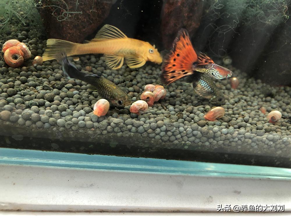 大刘这么懒散的人如何喂鱼？怎么喂鱼？喂小鸡饲料？