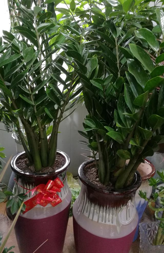 开业送什么植物花卉盆栽,店开业送什么盆栽植物大气