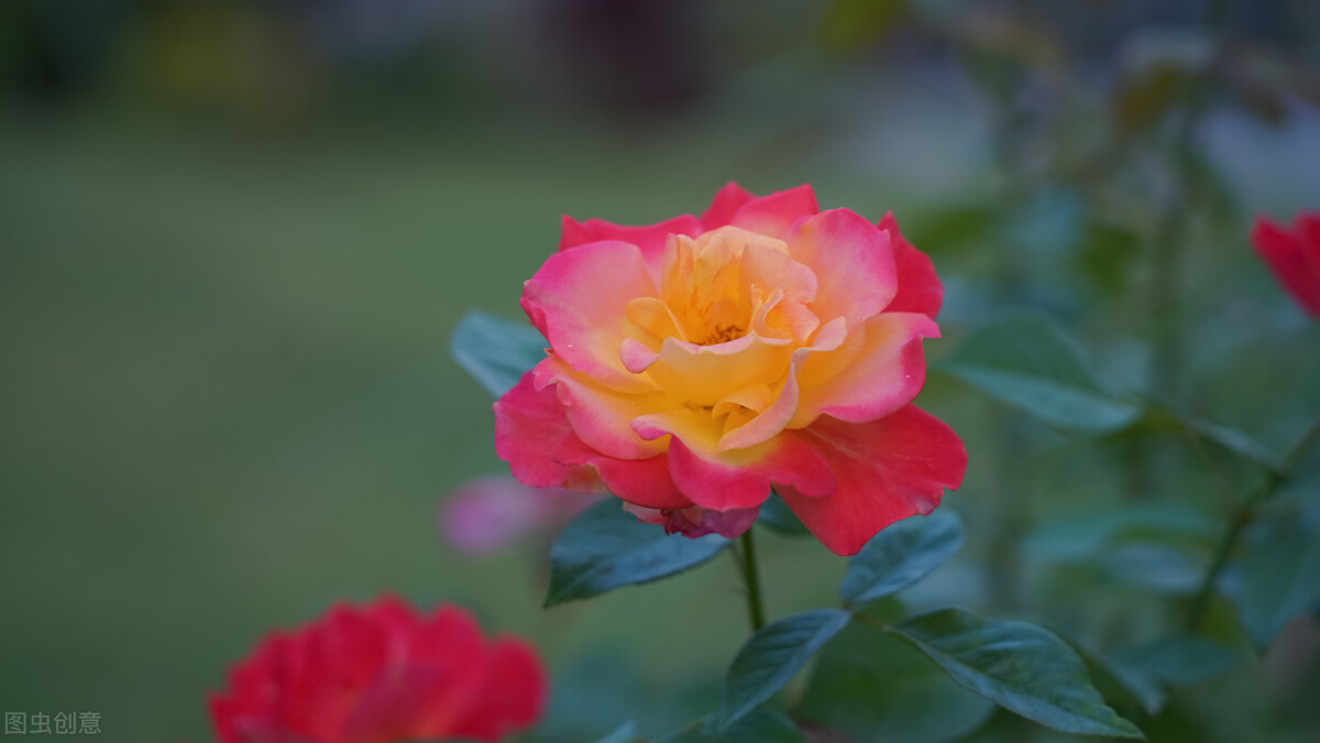 都说它们是“花园三宝”,我却觉得是“花园三坑”,你觉得呢