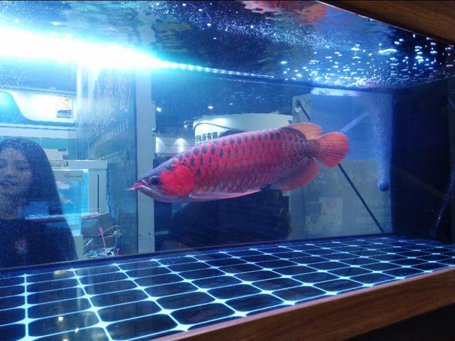 观赏鱼寄生虫杀虫药,观赏鱼杀虫药能随便下吗