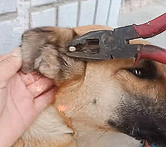 狗耳朵里面长了个肉球,狗耳朵长蜱虫