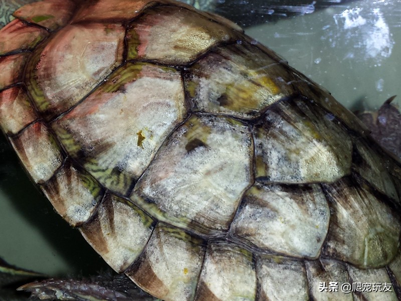 龟感染霉菌怎样回事,龟缘一号百消膏能治真菌感染吗
