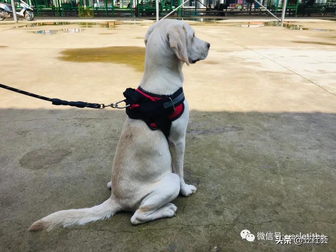 狗狗（Gege）在说——作者：朱立红（第三首诗歌）|苙荭荟诗