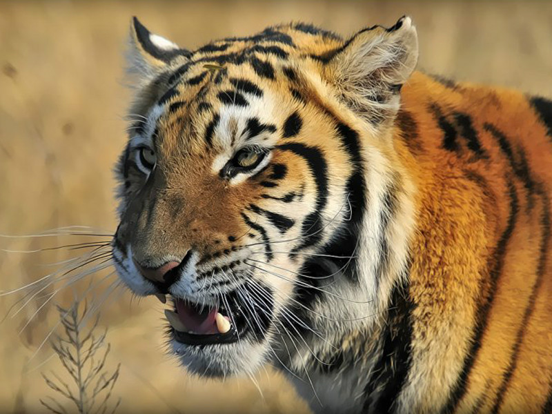 武林风铁英华刘亚宁完整视频,小虎铁英华回归武林风了吗