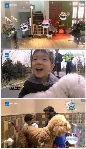 妈妈不舍宠物猫，婴儿肺里竟有猫毛?宠物与宝宝如何兼得?