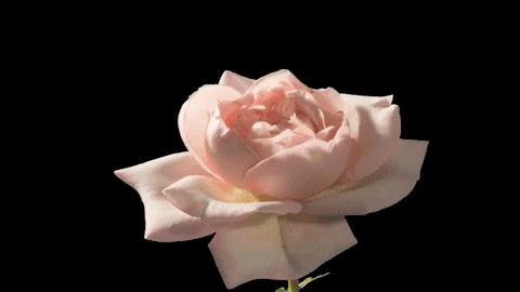 一口黄牙能洗白吗,一口黄牙毁了一张脸