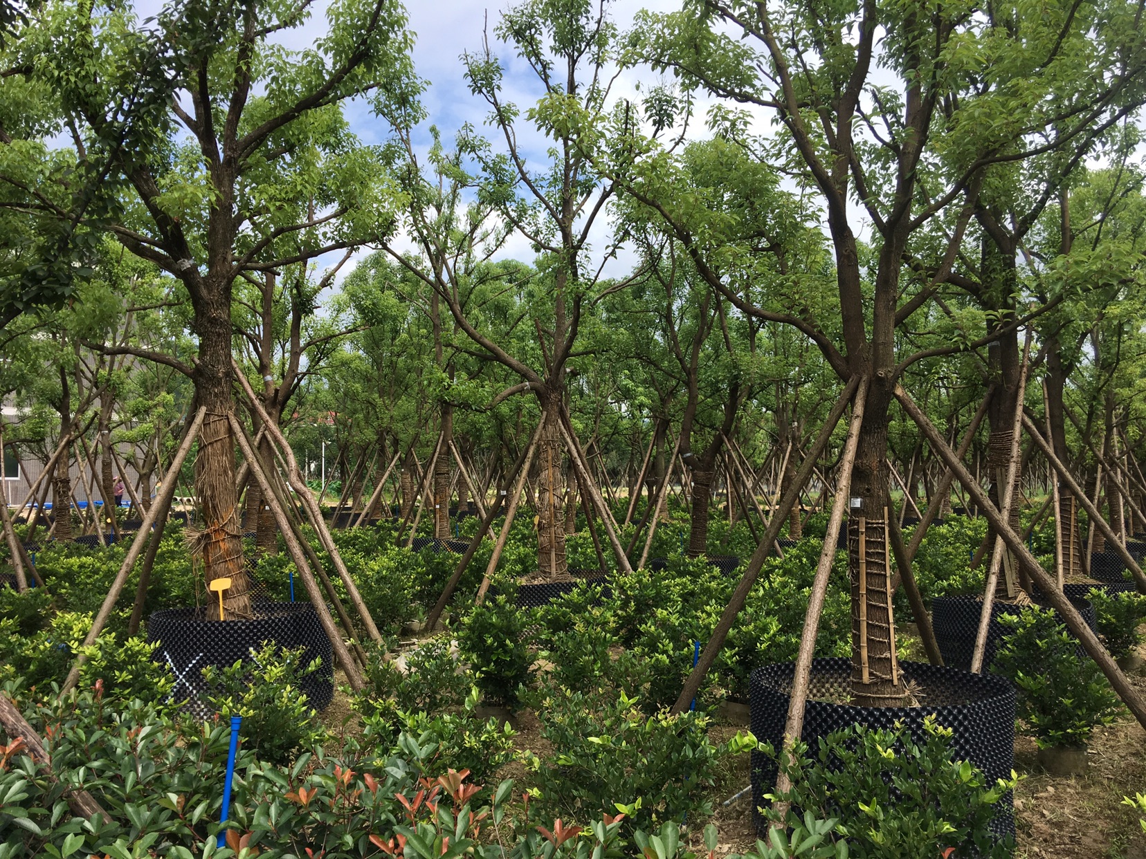 百亩果树育苗基地,农村百亩苗木