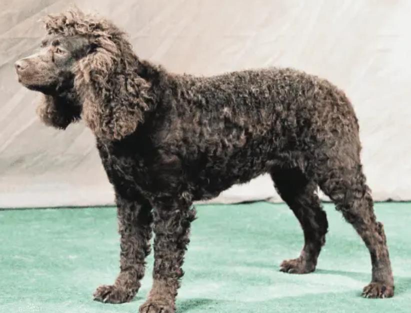 最齐全的狗狗品种介绍及图片,带你了解一下常见狗狗的品种