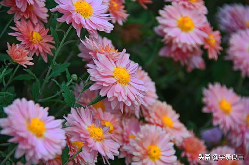 年度热门说说句子大全简短,精辟简短的经典说说