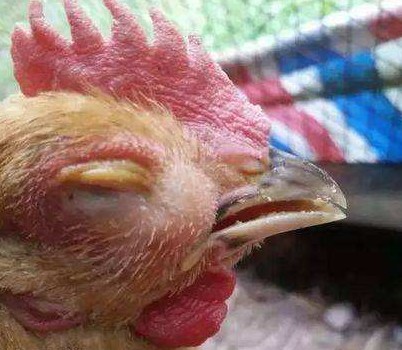 鸡眼睛肿怎么治疗最快,鸡眼睛肿如何处理