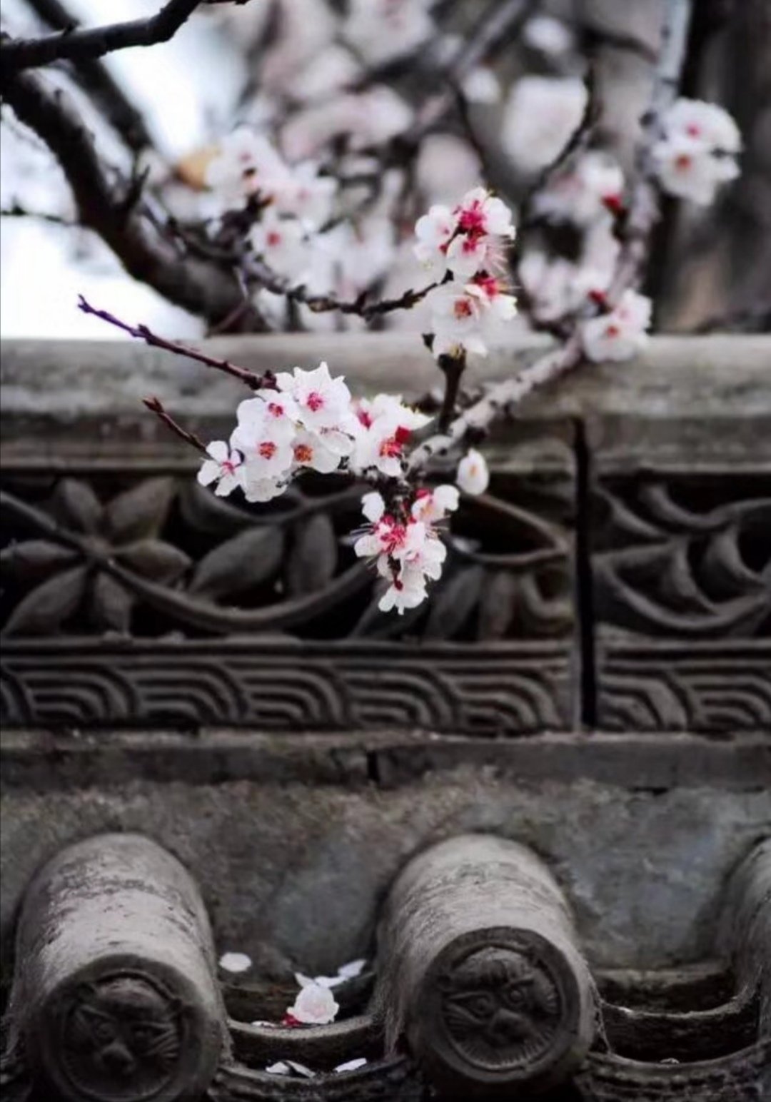 粉墙斜露杏花梢意思,粉墙斜露杏花梢