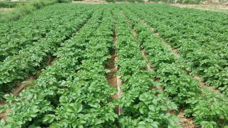 黑土豆种植技术全过程,黑土豆适合什么样气候种植