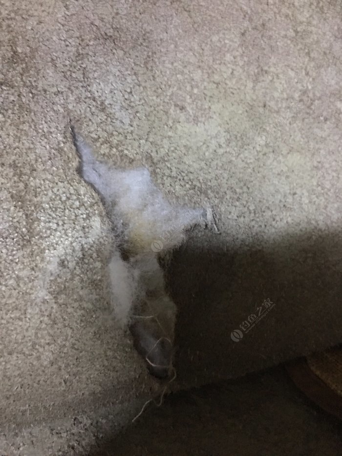 罗汉竹竿,罗汉竹和什么搭配好看