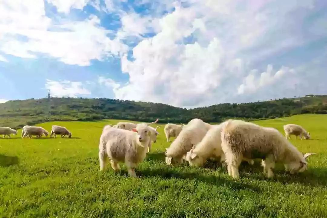 大连重阳节旅游攻略,大连九月秋游攻略