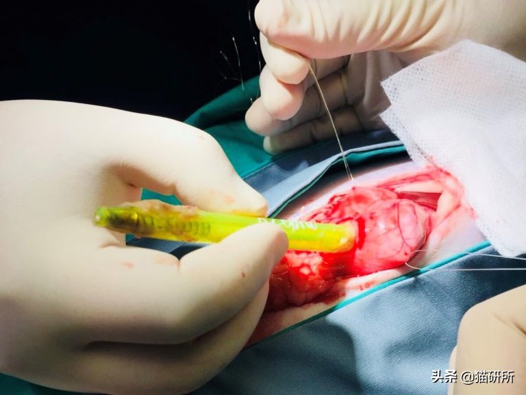 10张让人不寒而栗的图片,猫咪x光正常图片