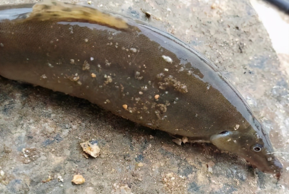 稀奇鱼类绿色泥鳅,长江稀有泥鳅